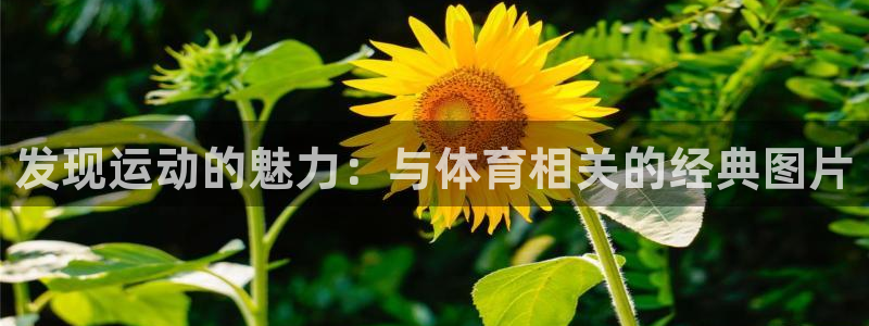 发现运动的魅力：与体育相关的经典图片