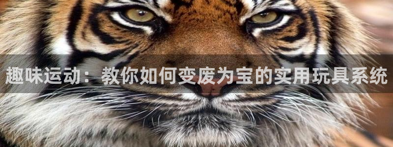 趣味运动：教你如何变废为宝的实用玩具系统